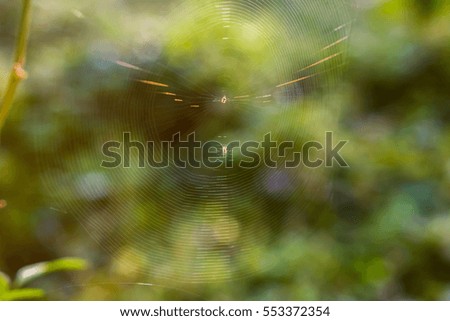 close up cobwebs at green grass blurred background