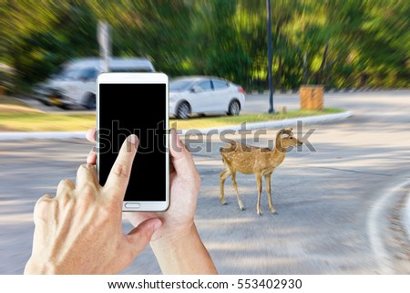 Man use mobile phone, a deer standing on the road as background.