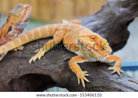 Red Bearded Dragon perched on timber, in the natural habitat. close-up photos, skin surface rough.