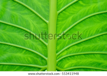 Abstract background of Close up carbon leaf texture and pattern