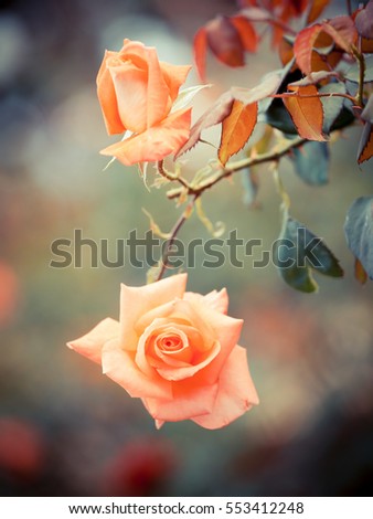 Pink rose in vintage tone