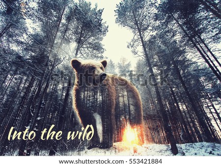 Into the wild: Bear and Pine Forest at sunset. Double Exposure picture