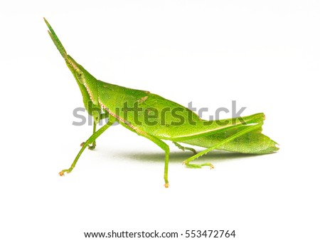 macro closeup of green grasshopper with white background