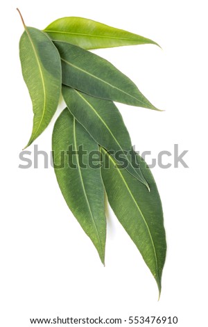 Eucalyptus leaves isolated on white background. Large file. Royalty-Free Stock Photo #553476910