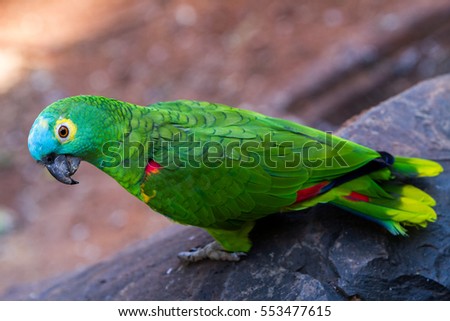 Yellow, turqoise and green parrot in the Iguazu Waterfalls National Park