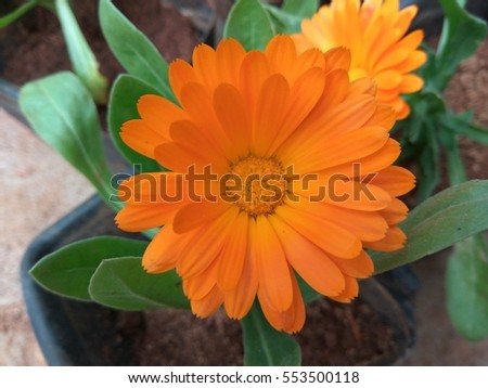 Dalia flower or orange flower