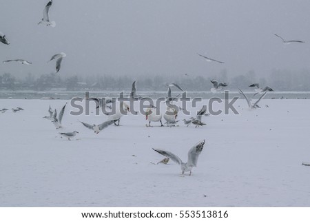 Frozen Danube river with swans and seagulls eating on a snowing winter day