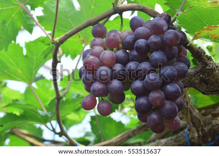 the grape varieties black opal in the vineyard