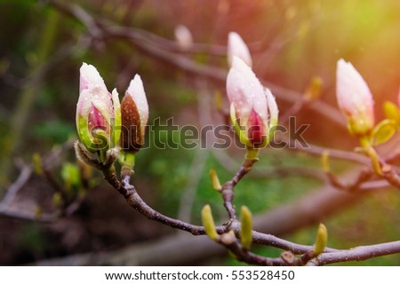 blossoming Magnolia tree in spring Park outdoor