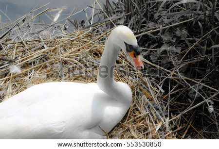 Mute swan seen sitting on her eggs on a large nest made of straw by a riverbank.