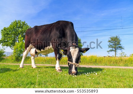 Beautiful black and white marked cow (Holstein Friesians, Bos Taurus) in a pasture in spring in the Netherlands