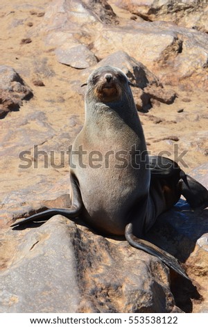 Inquisitive seal in Cape Cross
