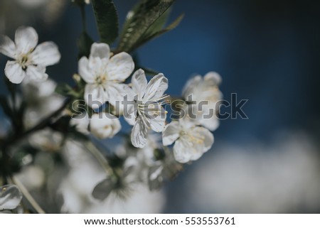 Close-up of a blossoming cherry tree