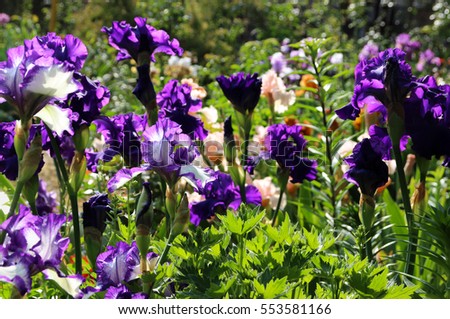 Lush flowering lilac and purple irises in a spring garden.