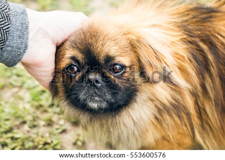 A cute pekingese dog and a man's hand outdoor