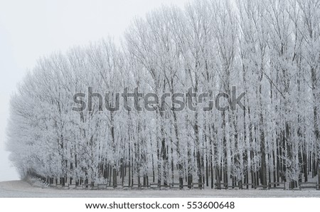 Photo of a winter scene in the nature
