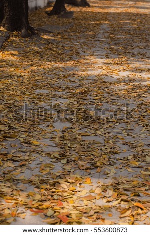 The autumn leaves on  the ground
