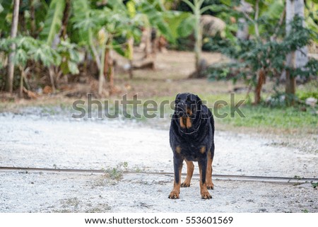 Rottweiler dog hardy Formidable in the garden