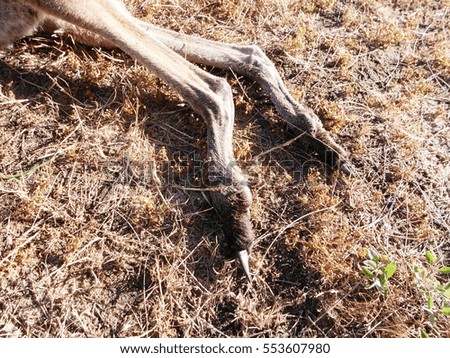 Kangaroo's legs