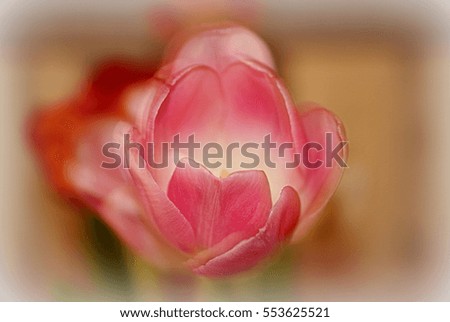Pink Tulip in the summer
