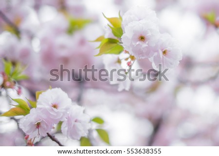 Cherry Blossoms(Sakura) Garden at Japan Osaka-l