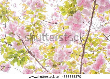 Cherry Blossoms(Sakura) Garden at Japan Osaka-c