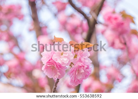 Cherry Blossoms(Sakura) Garden at Japan Osaka-13