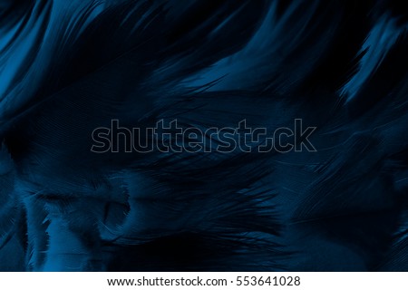 blue black feather abstract texture pattern background