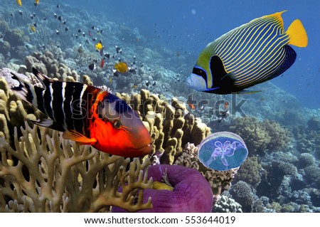 Underwater scene, showing different colorful fishes swimming. Red Sea