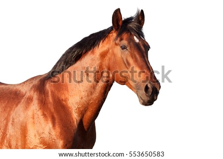 Portrait of a bay horse on a white background. Horizontal.