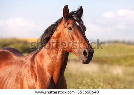Portrait of a bay horse in the background field. Horizontal.