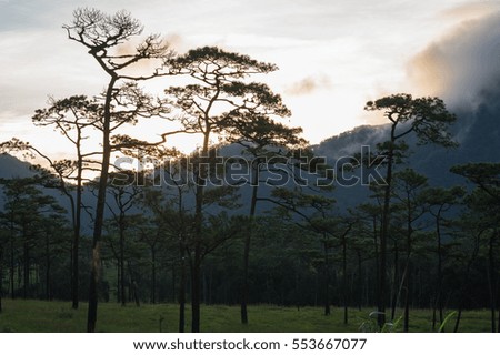 Pine forest and mountain cover with cloud as background, Phu Soi Dao Nation Park, Thailand