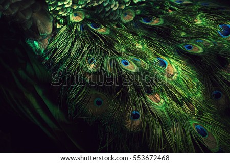Background, wallpaper, texture. Part of beautiful peacock tail in dark Royalty-Free Stock Photo #553672468