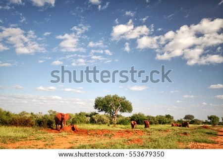 Elephants in the Tsavo East Safari National Park in Kenya
