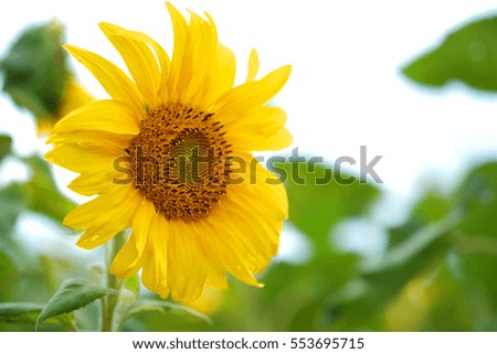 Sunflowers and space for text