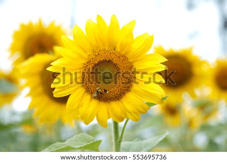 Sunflowers and Bees