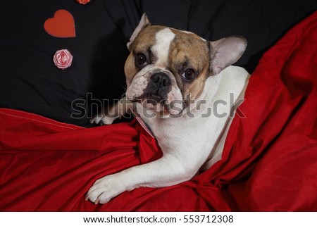 Valentine's Day French Bulldog/Be my Valentine 