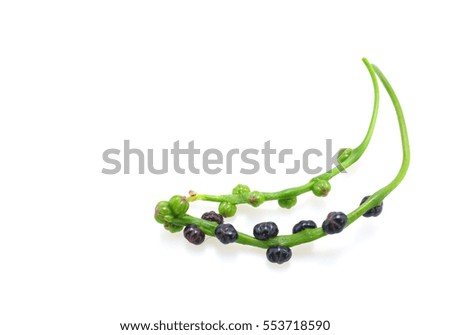 Malabar spinach or Ceylon spinach isolated on white background