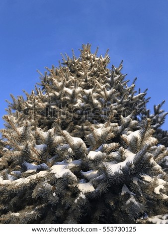 green tree fir under the snow, view from below, a clear day