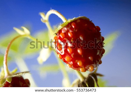 Berries of wild strawberry against the sky. Macro. Siberia.