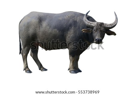 Buffalo isolated on the white background Royalty-Free Stock Photo #553738969