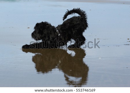 baby dog in the beach