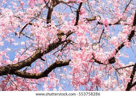 Beautiful Cherry Blossoms(Sakura) Garden at Japan Kyoto Haradanien-5