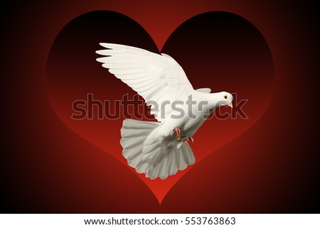 white dove flying symbol of love isolated on red and black heart background,Valentine's Day, a symbol of loyalty, love, peace symbol