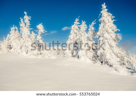Sunny morning scene in the mountain forest. Bright winter landscape in the snowy wood, Happy New Year celebration concept. Artistic style post processed photo.
