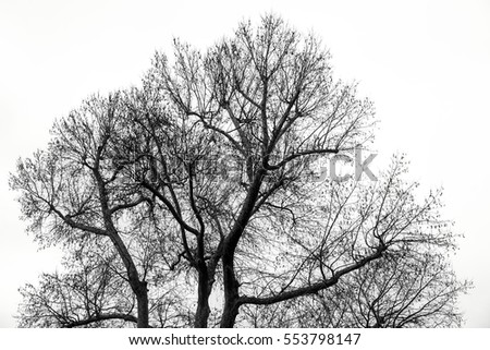 Silhouette of Leafless Tree Branches