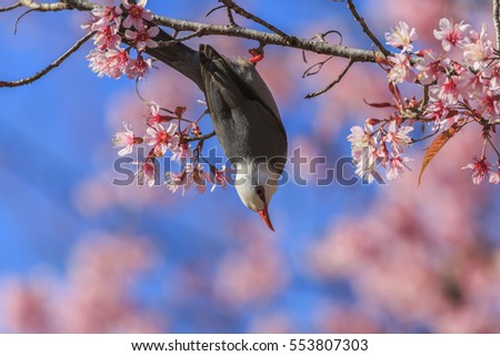 White-headed BulbulÂ is medium-sized passerine songbirds and cherry blossom pink flower, Cute bird  on twig of sakura background blue sky in the Northern Thailand