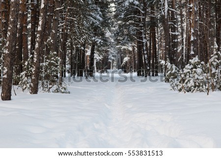 Winter forest Russia