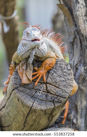 The albino iguana is definitely a lizard to admire for its color.  a large, arboreal, mostly herbivorous species of lizard of the genus Iguana. It is native to Central, South America