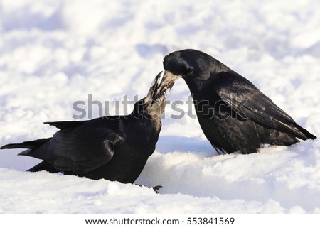 Rook on snow Corvus frugilegus